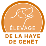 Elevage retriever de la nouvelle écosse, berger américain mini