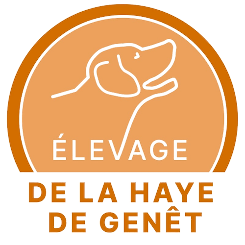 Elevage retriever de la nouvelle écosse, berger américain mini