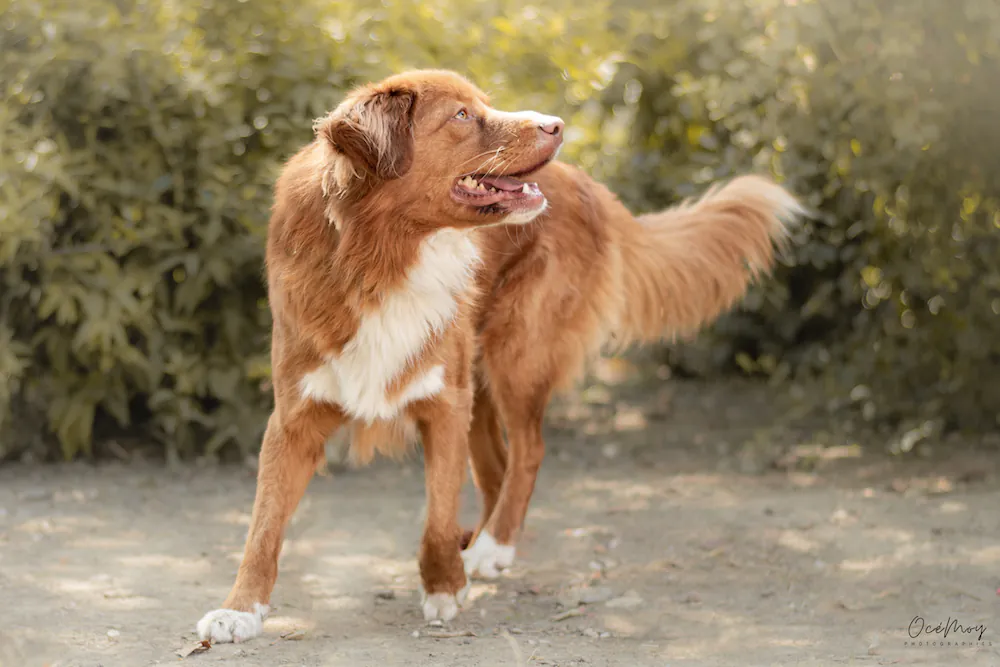 Eleveur de retriever de la nouvelle écosse