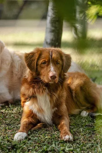 Eleveur retriever de nouvelle écosse