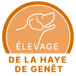 Elevage retriever de la nouvelle écosse, berger américain mini